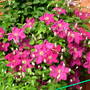 Imported_photos_00017
