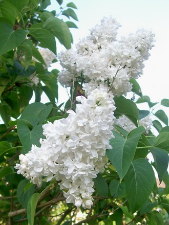 A garden flower photo (Syringa vulgaris)
