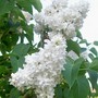 Syringa vulgaris
