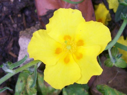 A garden flower photo (Helianthemum apenninum)