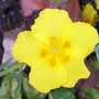 Helianthemum apenninum