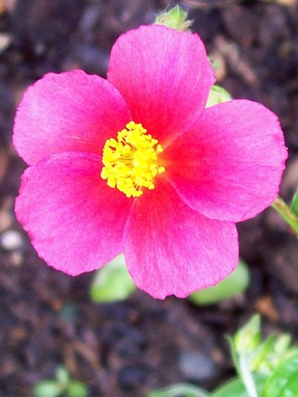 A garden flower photo (Helianthemum apenninum)