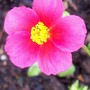 Helianthemum apenninum