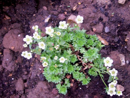 A garden flower photo (saxifraga)