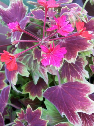 A garden flower photo (Pelargonium)