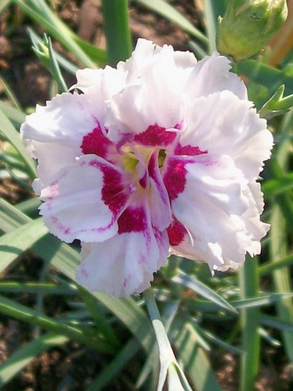 Pinks 'Grans Favourite' (Dianthus amurensis (Amur Pink))