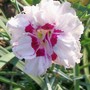 Dianthus amurensis (Amur Pink)