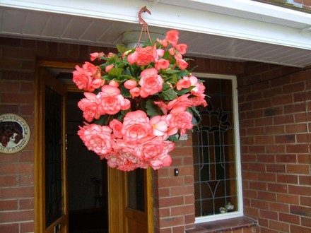 Hanging Basket