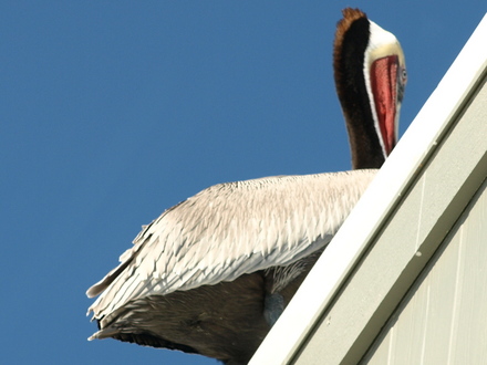 Pelican