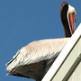 Pelican