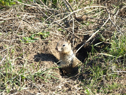 groud squirrel