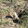 groud squirrel