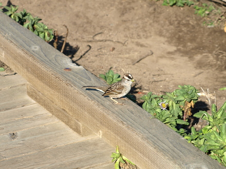 White Crowned Sparrow