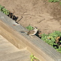 White Crowned Sparrow