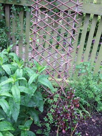 Tropaeolum 'ladder' 1