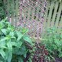 Tropaeolum_ladder