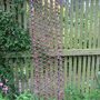 Tropaeolum_ladder_2