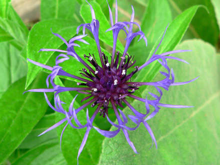 Mountain Bluet, Mountain Cornflower Close (Centaurea montana (Berg Centaurie))