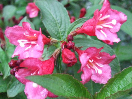 Weigela 'Bristol Ruby' (Weigela 'Bristol Ruby')