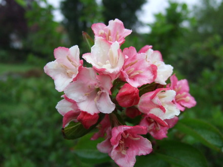 Weigela 'Carnaval' (Weigela 'Carnaval')