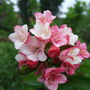 Weigela___carnaval_