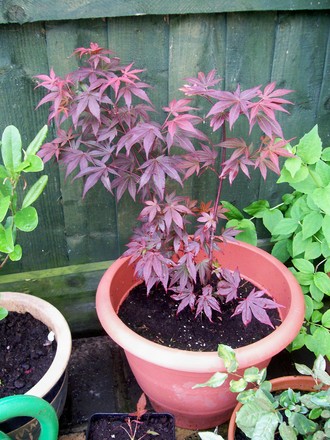 A garden flower photo (Acer palmatum (Japanese maple))