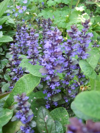 Ajugas growing happily in the shady area. (Ajuga reptans (Bugle))