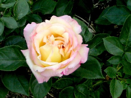 First Rose opening in my garden (Rosa)