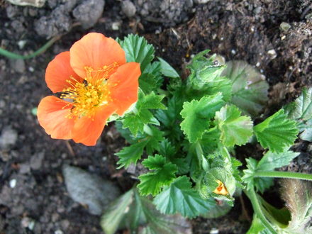 Geum 'Tangerine' (Geum 'Tangerine')