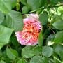 Pink climbing rose (Rosa)