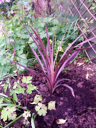 my new baby (Cordyline australis (New Zealand cabbage palm))