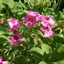 Oxalis (Oxalis)