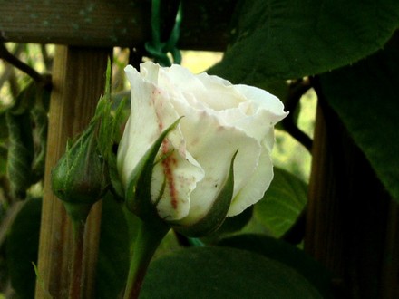 White climbing rose (Rosa)