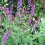 Salvia x superba