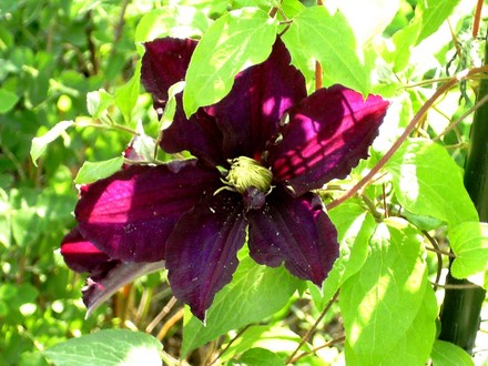 Clematis niobe (Clematis niobe)