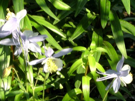 Aquilegias enjoying the sun (Aquilegia caerulia)