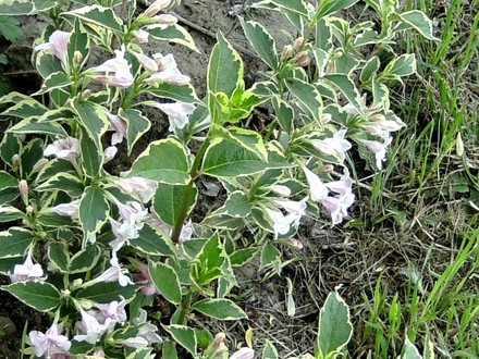 Variagated Weigelia. (Weigelia florida)