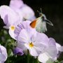 Butterfly_2