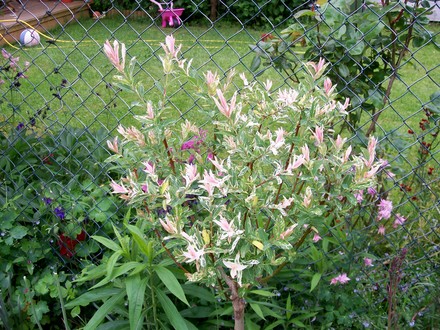 Salix 'Flamingo' (Salix)