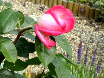 Pink standard rose (Rosa)