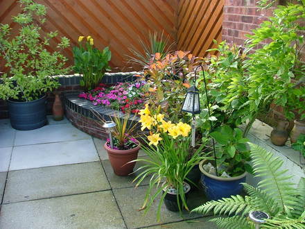 A garden flower photo