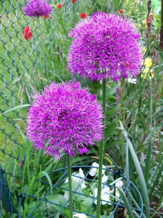 16_5_13.jpg (Allium rosenbachianum)