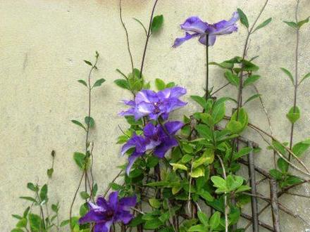 Clematis