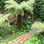 new path tree ferns