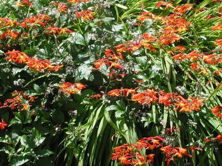 Crocosmia (Crocosmia x crocosmiiflora)