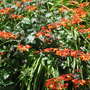Crocosmia