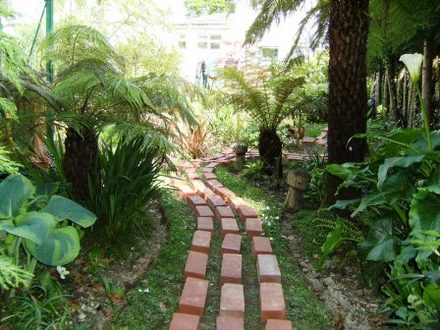 path via tree ferns and Hostas