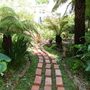 path via tree ferns and Hostas