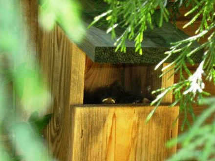 3 baby robins