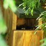 3 baby robins